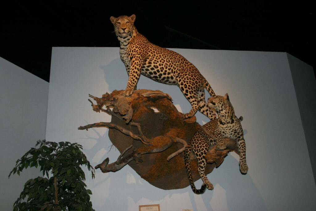 Exhibits - International Wildlife Museum