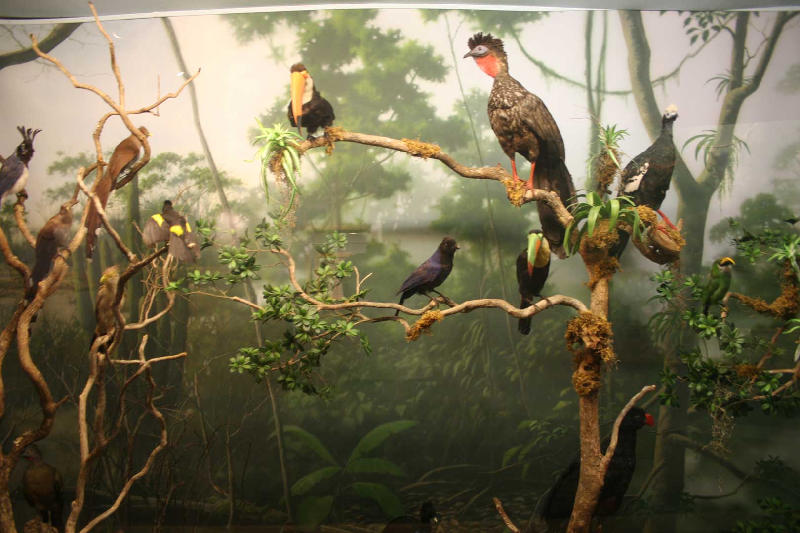 Permanent Exhibits - International Wildlife Museum