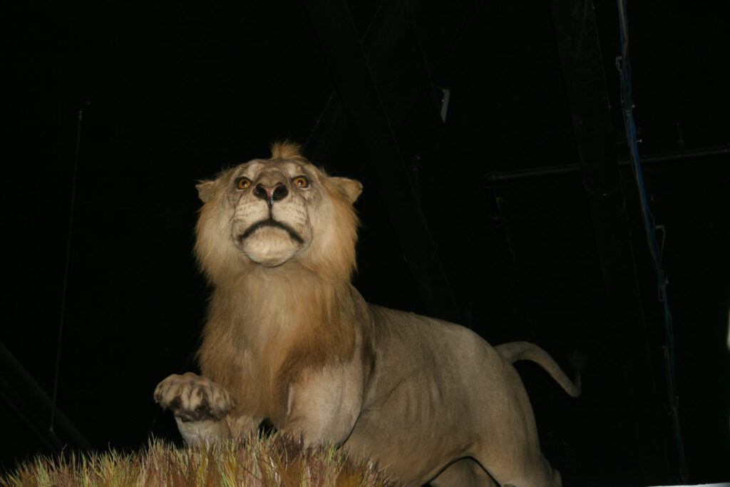 Permanent Exhibits - International Wildlife Museum