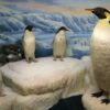 penguins