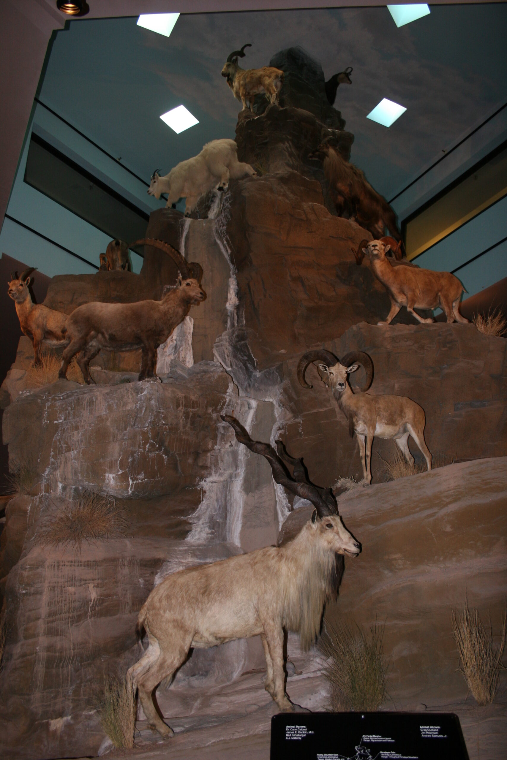 Permanent Exhibits - International Wildlife Museum