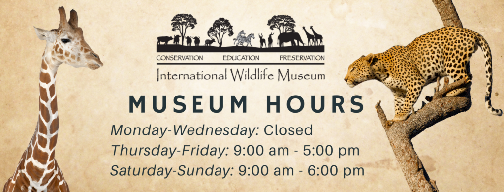 International Wildlife Museum